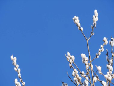 Mavi gökyüzünün önünde beyaz çiçekli bir ağaç var. Gökyüzü açık ve parlak, ve çiçekler tamamen çiçek açmış. Sahne sakin ve sakin, ağaçla..