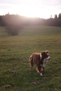 Kahverengi ve beyaz bir köpek tarlada koşuyor. Güneş ışıl ışıl parlıyor, çimlerin üzerine sıcak bir parıltı saçıyor. Köpek dışarıda eğleniyor gibi görünüyor, ve sahne huzurlu.