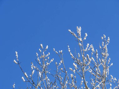 Mavi gökyüzünün önünde beyaz çiçekli bir ağaç var. Gökyüzü berrak ve parlak, ve ağaçta yapraklar yok..