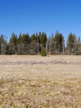 Ortasında yalnız bir ağaç olan bir çim tarlası. Gökyüzü açık ve mavi.