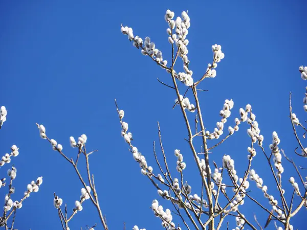Gökyüzünde beyaz çiçekli bir ağaç var. Gökyüzü mavi ve berrak.