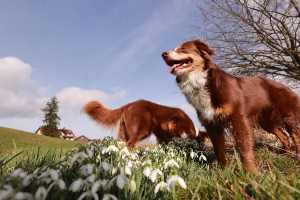 İki kahverengi köpek beyaz çiçeklerle dolu bir tarlada duruyor. Köpeklerden biri kameraya bakıyor.