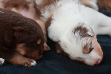 İki köpek yavrusu siyah bir battaniyenin üzerinde uyuyor. Biri kahverengi ve diğeri beyaz. İkisi de kıvrılmış ve çok rahat görünüyorlar.
