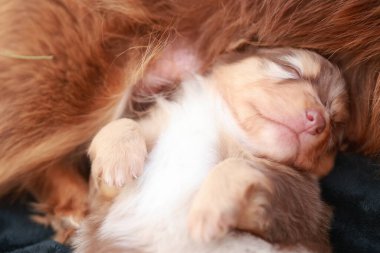 Küçük kahverengi ve beyaz köpek yavrusu siyah bir battaniyenin üzerinde uyuyor. Yavru köpek annesi tarafından tutuluyor.