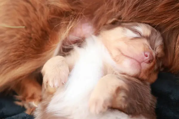 Küçük kahverengi ve beyaz köpek yavrusu siyah bir battaniyenin üzerinde uyuyor. Yavru köpek annesi tarafından tutuluyor.