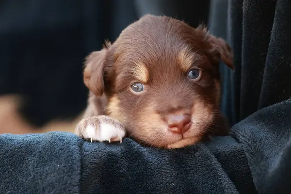 Kahverengi köpek yavrusu siyah bir battaniyenin üzerinde yatıyor. Yavru köpeğin mavi bir gözü ve pembe bir burnu var.