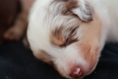 Köpek yavrusu siyah bir battaniyenin üzerinde uyuyor. Yavru köpek kahverengi ve beyaz