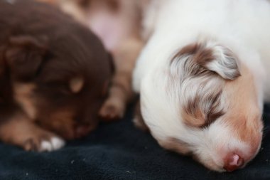 İki köpek yavrusu siyah bir battaniyenin üzerinde uyuyor. Biri kahverengi ve diğeri beyaz. Sahne huzurlu ve sakin.