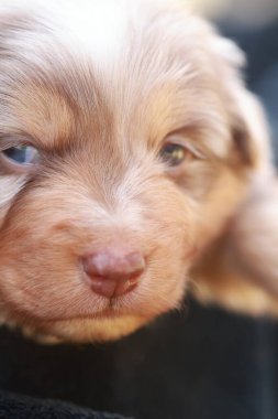 Pembe burunlu ve mavi gözlü şirin bir köpek yavrusu. Yavru köpek kameraya bakıyor. Görüntünün sıcak ve dostane bir havası var.