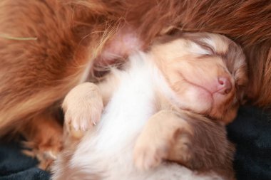 Kahverengi ve beyaz köpek yavrusu siyah bir battaniyenin üzerinde uyuyor. Yavru köpek annesi tarafından tutuluyor.