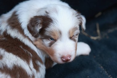 Kahverengi ve beyaz köpek yavrusu siyah bir battaniyenin üzerinde yatıyor. Yavru köpeğin mavi bir gözü ve pembe bir burnu var.