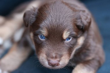 Mavi gözlü kahverengi köpek yavrusu mavi bir yüzeye uzanıyor. Yavruların gözleri kapalı ve dinleniyor.