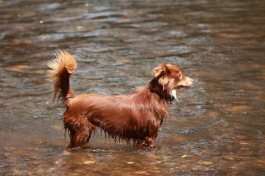 Köpek kuyruğunu sallayarak bir nehirde duruyor. Köpek sudan hoşlanıyor gibi görünüyor ve ondan korkmuyor.