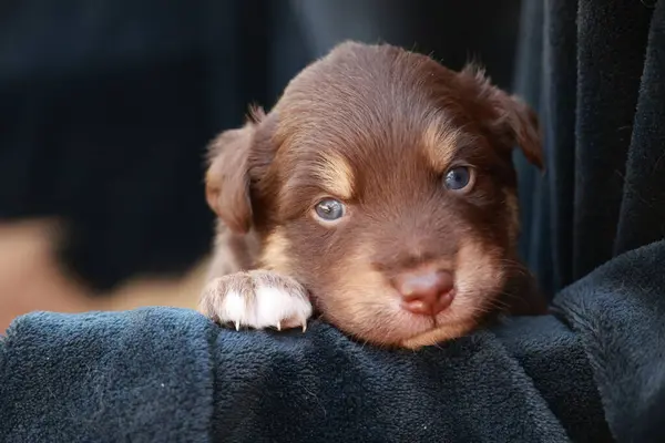 Kahverengi köpek yavrusu siyah bir battaniyenin üzerinde yatıyor. Yavru köpeğin mavi bir gözü ve pembe bir burnu var.