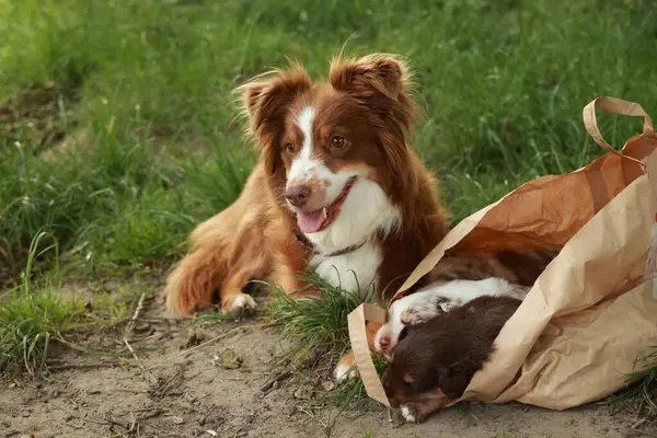 Kahverengi ve beyaz köpek kahverengi bir çantanın yanında yerde yatıyor. Köpek mutlu ve rahat görünürken, çanta köpek için bir merak kaynağı ya da oyun gibi görünüyor.