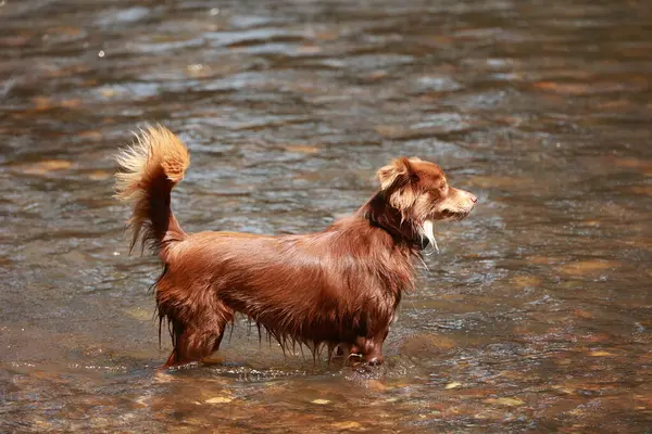 Köpek kuyruğunu sallayarak bir nehirde duruyor. Köpek sudan hoşlanıyor gibi görünüyor ve ondan korkmuyor.