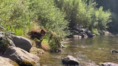 Kahverengi köpek nehrin yanındaki bir kayanın üzerinde yürüyor. Köpek ağzında bir bitki taşıyor.