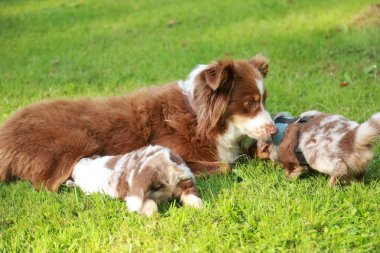 Köpek iki köpek yavrusuyla çimlerin üzerinde yatıyor. Köpek yan yatar ve yavrular sırt üstü yatar.