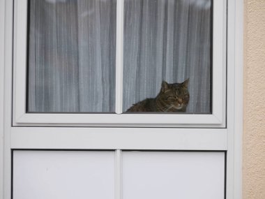 Kedi bir pencerede oturuyor ve dışarı bakıyor. Kedi pencereden dışarı bakıyor ve o dış dünyayı merak ediyor.
