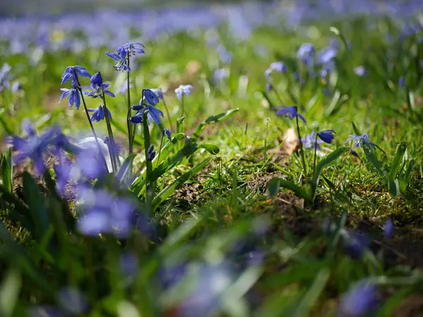 Arka planda yeşil çimenler olan mavi çiçek tarlası. Çiçekler tomurcuklandı, çimenler yemyeşil oldu. Huzurlu ve huzurlu bir sahne.