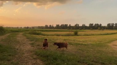 Kahverengi köpek bulutlu bir günde çimenli bir arazide koşuyor. Gökyüzü bulutlarla dolu, sakin ve sakin bir atmosfer yaratıyor. Köpek dışarıda eğleniyor gibi görünüyor, özgürce koşuyor.
