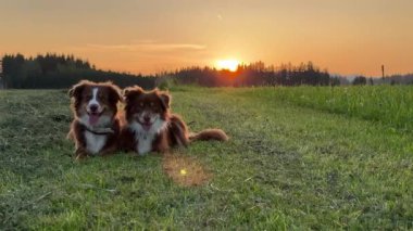 Arka planda güneş batarken iki köpek çimenli bir tarlada dinleniyor. Sahne sakin ve sakin. Köpekler birbirine eşlik ediyor. Gün batımının güzel manzarası.