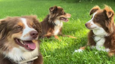 Üç köpek çimlerin üzerinde yatıyor, biri gülümsüyor. Sahne mutlu ve rahat.