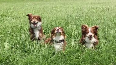 Üç köpek bir çim tarlasında duruyor. Hepsi kahverengi ve beyaz. Köpekler kameraya bakıyor ve eğleniyor gibi görünüyorlar.. .