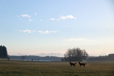 Güneşli bir günde çimenli bir arazide iki köpek oynuyor. Gökyüzü açık ve mavi ve görünürde hiç bulut yok. Köpekler koşuşturup birbirlerini kovalıyorlar, temiz havanın tadını çıkarıyorlar.. .