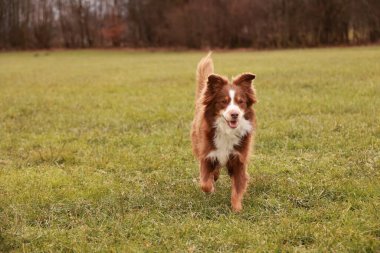 Kahverengi ve beyaz bir köpek bir çimen tarlasında koşuyor. Köpek koşarken mutlu ve enerjik görünüyor.. .