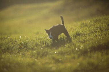 Kedi çim tarlasında yürüyor. Kedi aşağıya yere bakıyor. Tamam mı? Çimler yeşil, gökyüzü mavi.