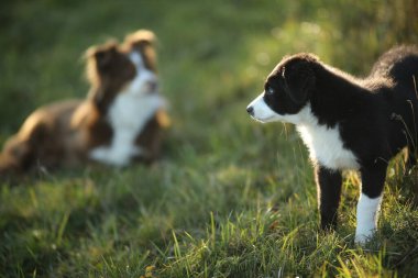 İki köpek çimenli bir arazide duruyor, biri siyah ve beyaz. Diğeri kahverengi ve beyaz.