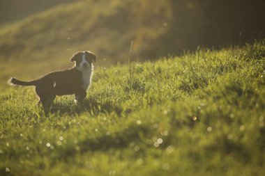 Köpek çimen tarlasında duruyor. Köpek kahverengi ve beyazdır. Çimler yeşil, gökyüzü mavi.