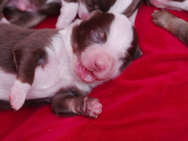 Kahverengi ve beyaz bir köpek yavrusu kırmızı bir battaniyenin üzerinde uyuyor. Yavru köpek sevimli ve sevimli. Sıcaklık ve rahatlık kavramı, yavru köpek yumuşak battaniyeye sokulurken