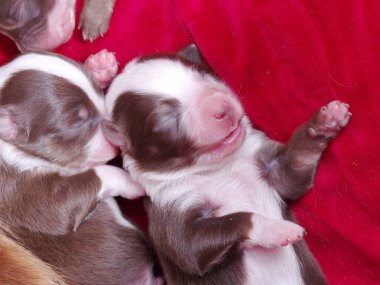 Kahverengi ve beyaz bir köpek yavrusu kırmızı bir battaniyenin üzerinde uyuyor. Yavru köpek diğer yavrularla çevrili ve hepsi birbirine sokulmuş. Sıcaklık ve rahatlık kavramı