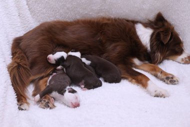 Anne köpek yavrularıyla beyaz bir battaniyeye uzanıyor. Yavruların hepsi farklı boyutlarda ve renklerde ve hepsi uyuyor. Huzurlu ve iç açıcı bir sahne.