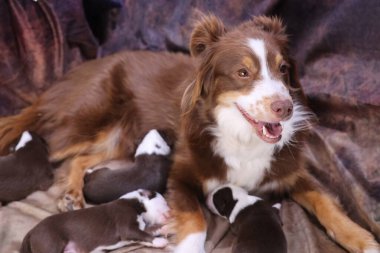 Kahverengi ve beyaz köpek yavrularıyla birlikte bir yatakta yatıyor. Anne köpek yavrularını emziriyor.