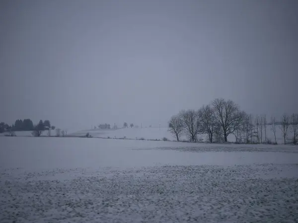 Arka planda birkaç ağaç olan karlı bir arazi. Gökyüzü bulutlu ve kar yağıyor