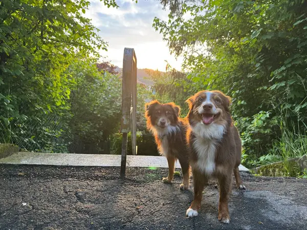 Ormanlık alanda yan yana duran iki köpek. Köpeklerden biri gülümsüyor.