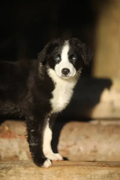 Siyah beyaz bir köpek yavrusu tahta bir kütüğün üzerinde duruyor. Yavru köpeğin mavi bir gözü ve beyaz bir burnu var.