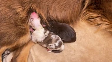 Anne köpek yavrularını emziriyor. Yavrular küçük ve kahverengidir. Anne köpek bir yatakta yatıyor.