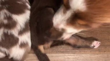 Kahverengi ve beyaz köpek yerde başka bir kahverengi ve beyaz köpeğin yanında yatıyor.