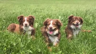 Üç kahverengi ve beyaz köpek bir çimen tarlasında oturuyorlar. Köpeklerden biri ayağa kalkıyor ve diğer ikisi oturuyor.