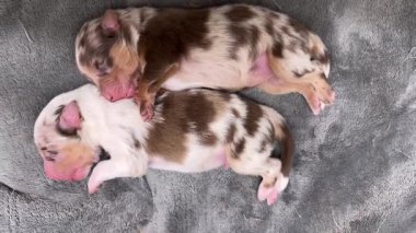 İki köpek yavrusu battaniyenin üzerinde uyuyor. Biri kahverengi ve beyaz, diğeri kahverengi ve siyah.