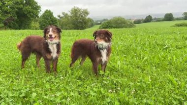 Çimenli bir tarlada duran iki köpek. Biri kahverengi ve beyaz, diğeri kahverengi.