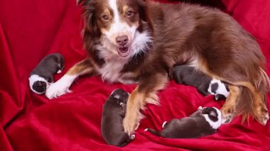 Anne köpek yavrularıyla kırmızı bir battaniyeye uzanıyor. Yavruların hepsi farklı boyutlarda ve renkte ve annelerine çok yakın görünüyorlar. Sıcaklık ve aile kavramı