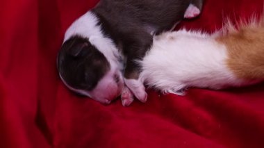 Bebek köpek kırmızı bir battaniyenin üzerinde uyuyor. Battaniye kırmızı, köpek kahverengi ve beyaz.