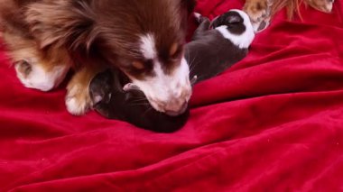 Kahverengi ve beyaz köpek kırmızı bir battaniyenin üzerinde yatıyor. Köpek küçük bir köpeğin üzerinde yatıyor.