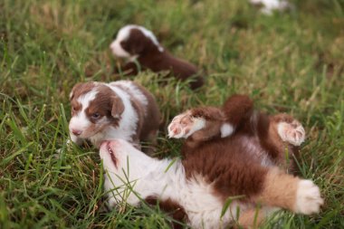 Çimenlikte oynayan bir grup köpek yavrusu. Yavrulardan biri yatıyor ve diğerleri onunla oynuyor.