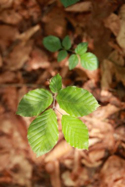 Toprakta yapraklı yeşil bitki yetişiyor. Yapraklar küçük ve yeşildir ve bir küme içinde büyümektedirler. Görüntüde huzurlu ve doğal bir his var.
